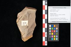 Foto (Objekt + Etikett) von Myrica lignitum Unger (NHMW-GEO-2024-0188-0670)